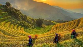 Rice Season Hoang Su Phi Ha Giang